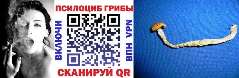 Купить закладки  Пустошка  Псилоцибиновые грибы ЛСД 